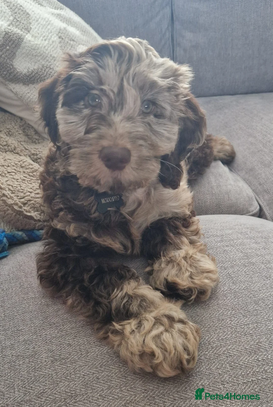 Cockapoo dogs for sale: Male Merle F1 Miniature Cockerpoo in Tipton - Advert 1