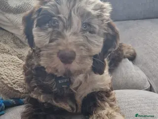 Cockapoo dogs Male Merle F1 Miniature Cockerpoo in Tipton - Advert 17