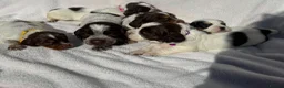 Cocker Spaniel dogs for sale: Bred From Extensively Health Tested Parents - Advert 5