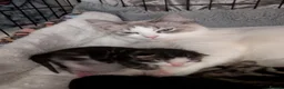 Mixed Breed cats for sale: Bi colour Ragdoll cross female kittens  in Sheffield - Advert 8