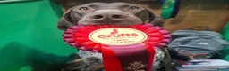 German Shorthaired Pointer dogs for sale: 8 week old German Shorthaired Pointer puppies  - Advert 18