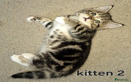 Domestic Shorthair cats for sale: Cute kittens for sale - Image 5