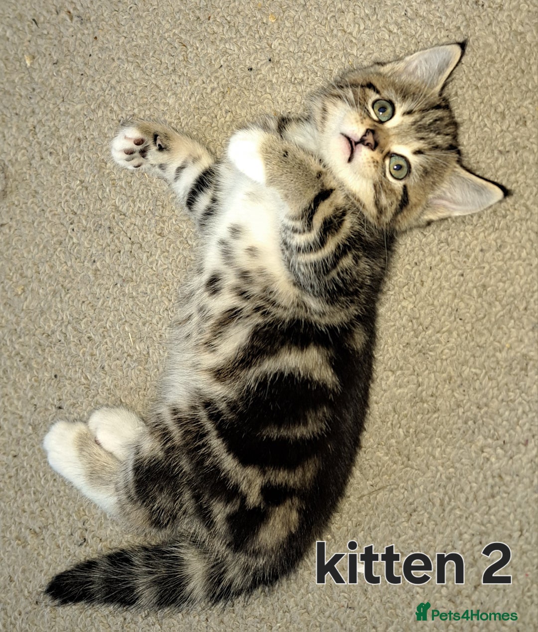 Domestic Shorthair cats for sale: Cute kittens for sale - Image 5