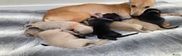 Whippet dogs for sale: Quality Whippet Puppies - Advert 3