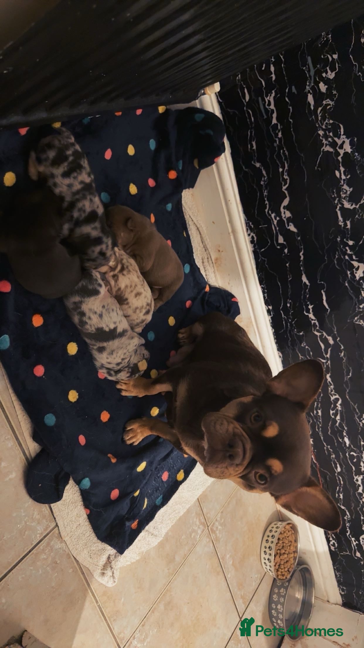French Bulldog dogs Only 4 boys left! Merle,grey,chocolate lilac fluff - Advert 2