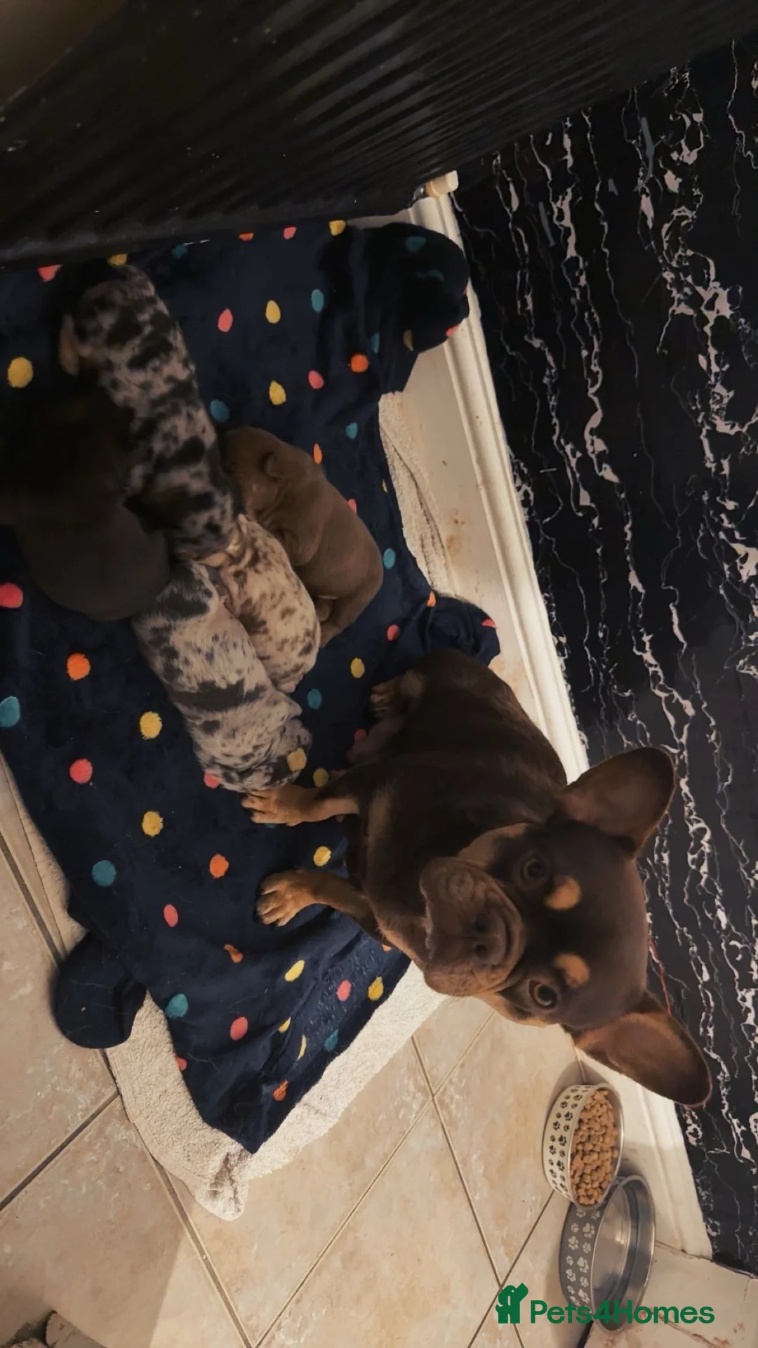 French Bulldog dogs for sale: Only 4 boys left! Merle,blue,chocolate lilac fluff - Advert 2