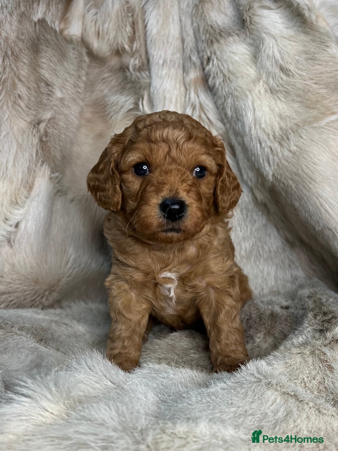 Cavapoochon dogs for sale: 5 ⭐️ LICENSED BREEDER HEALTH TESTED CAVAPOOCHONS - Advert 25