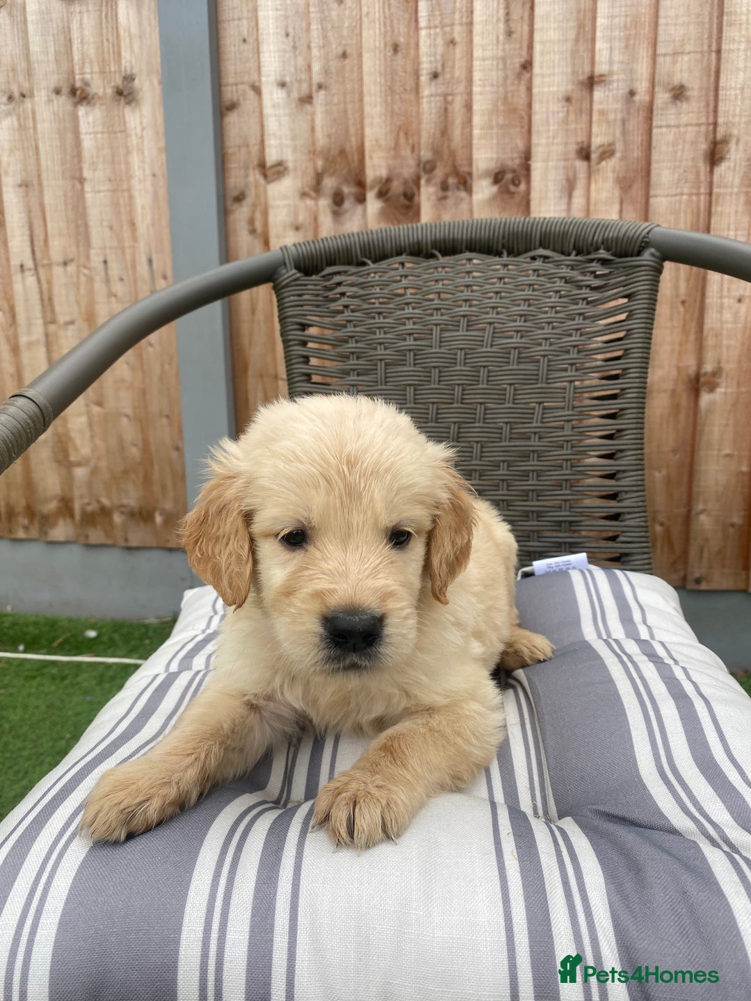 Golden Retriever dogs for sale: KC REGISTERED ®️ GOLDEN RETRIEVER PUPPIES 🐶 ❤️ - Image 26