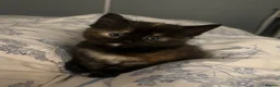 Siamese cats for sale: Siamese mixed kittens  - Advert 3