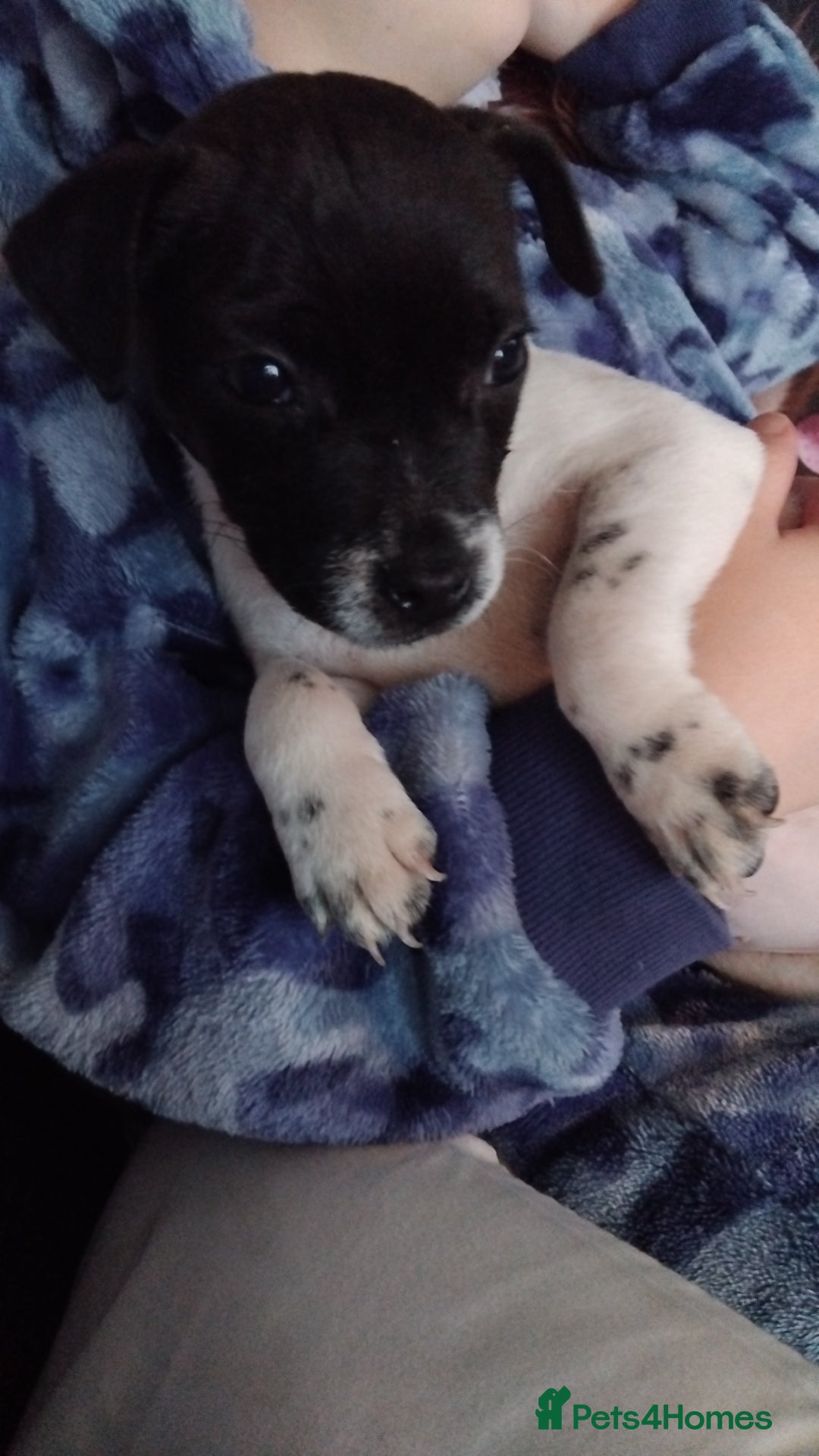 Jack Russell dogs for sale: Jack rusell - Image 6