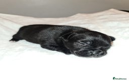 Staffordshire Bull Terrier dogs for sale: Adorable champion bred black staffys puppy's  - Image 19