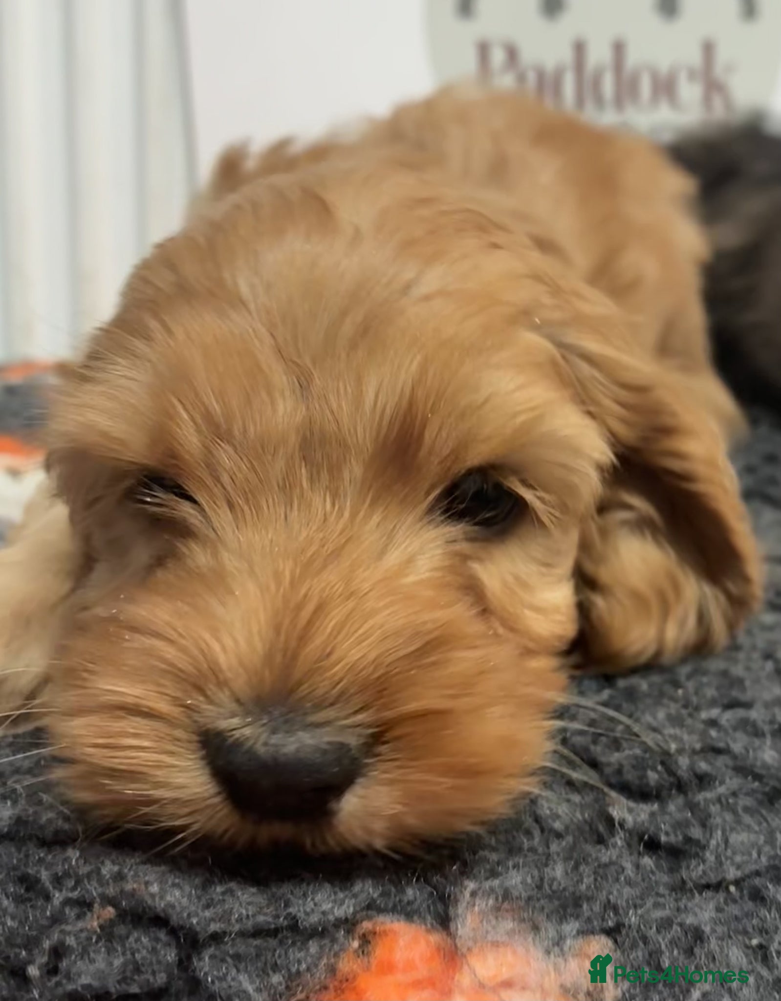 Cockapoo dogs for sale: 🌟 Last 2 Beautiful cockapoo boys 🌟 - Advert 4