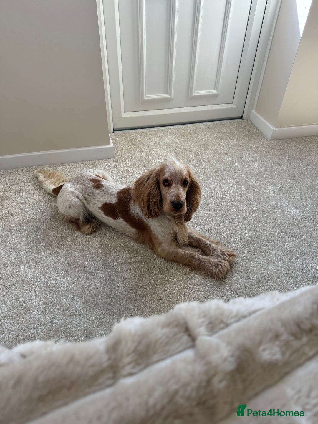 Cockerdor dogs for sale: Beautiful Cockerador Puppies  - Image 12