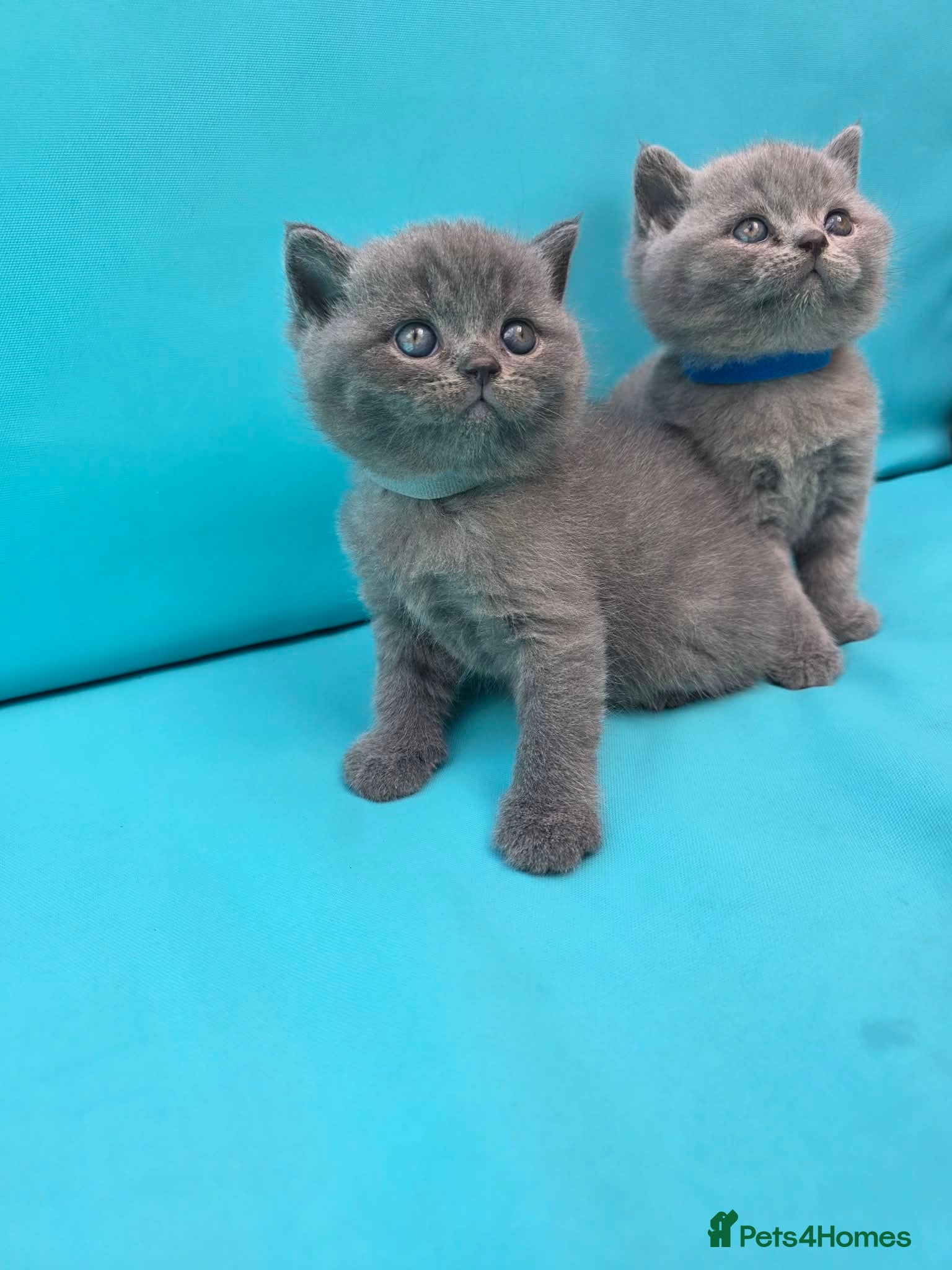 British Shorthair cats Beautiful British Shorthair kittens  - Advert 1