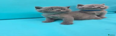 British Shorthair Blue light 