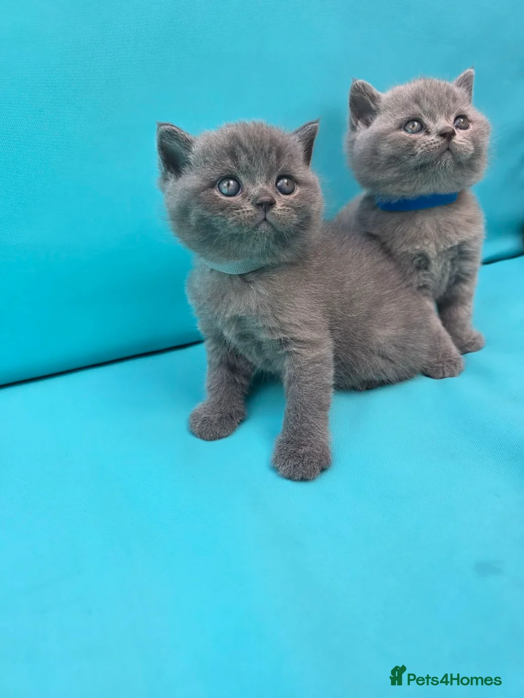 British Shorthair cats for sale: Beautiful British Shorthair kittens  - Advert 1