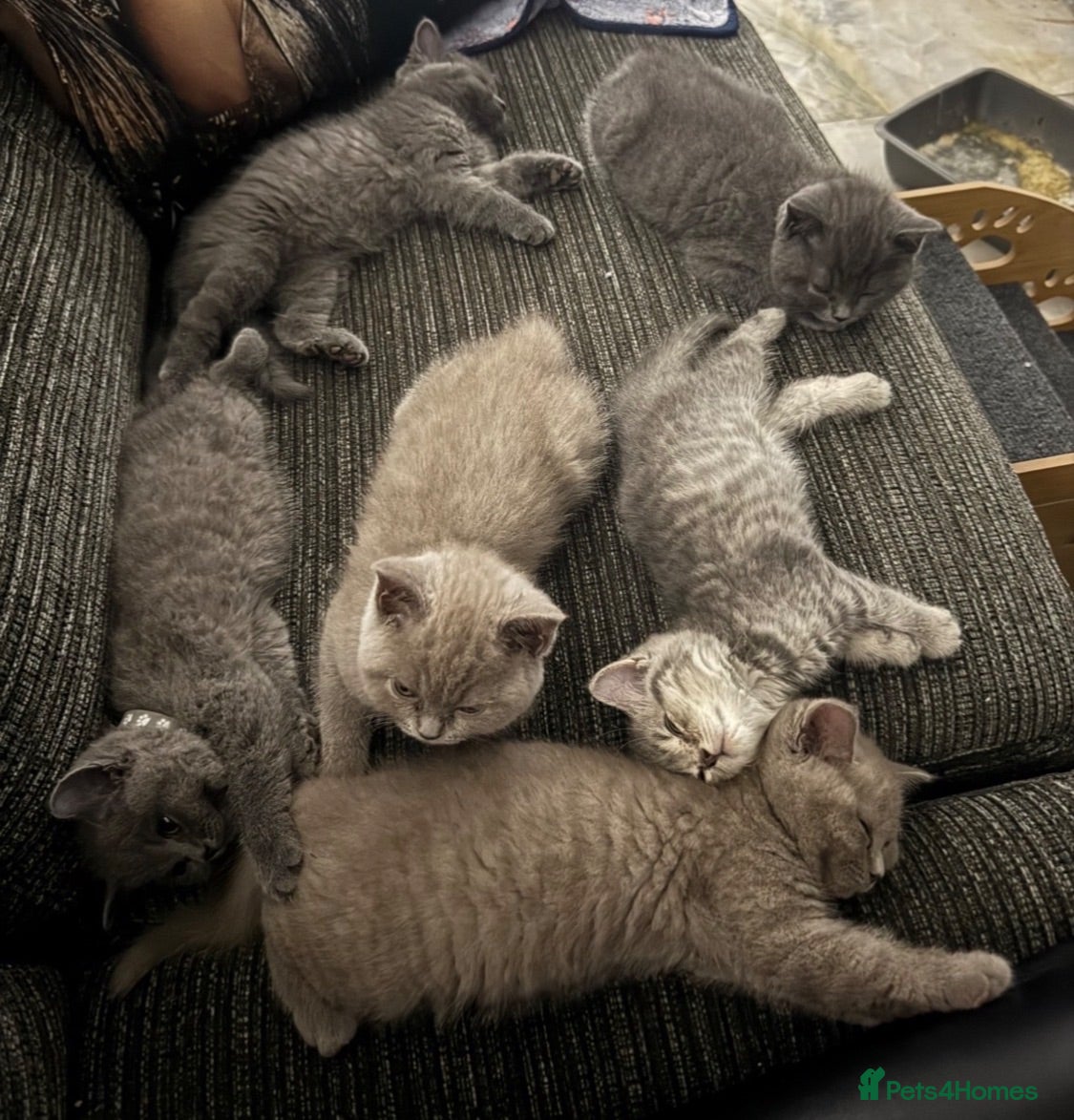 British Shorthair cats British shorthair - ready now  - Advert 2