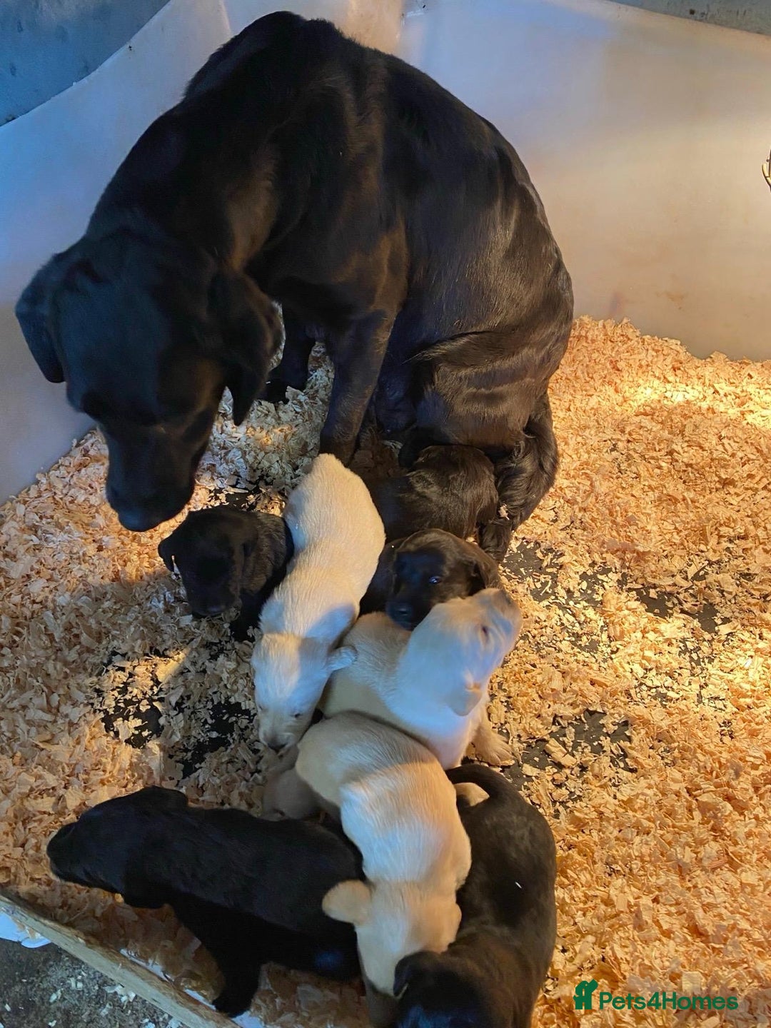 Labrador Retriever dogs for sale: Yellow and black lab pups  - Image 5