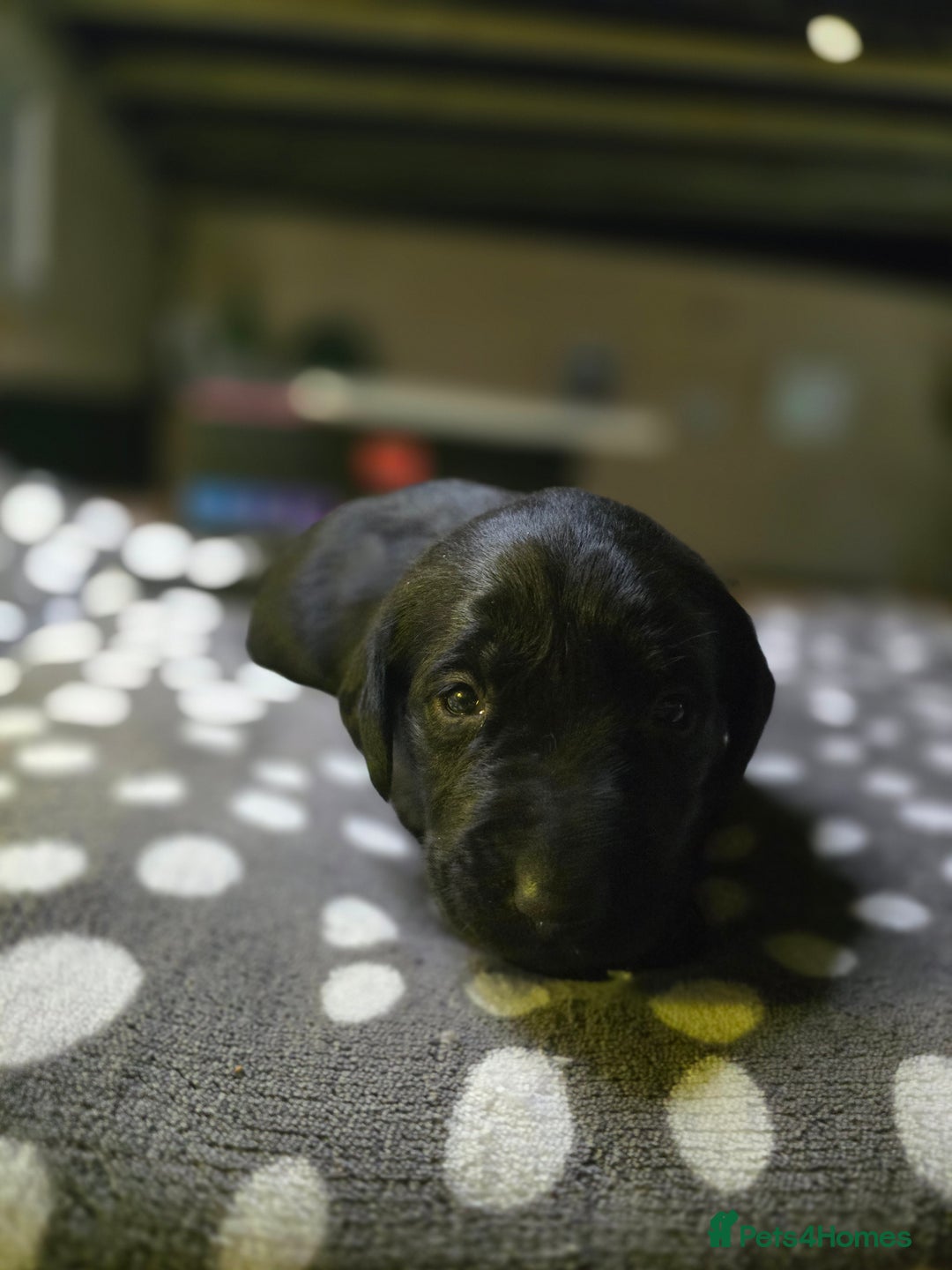 Labrador Retriever dogs for sale: Beautiful Labradors. Ready in time for Christmas - Image 29