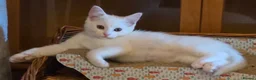 Mixed Breed cats for sale: 3, 12 week old kittens - Advert 7