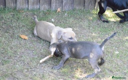Mixed Breed dogs for sale: Mixed Breed Pups - Image 23