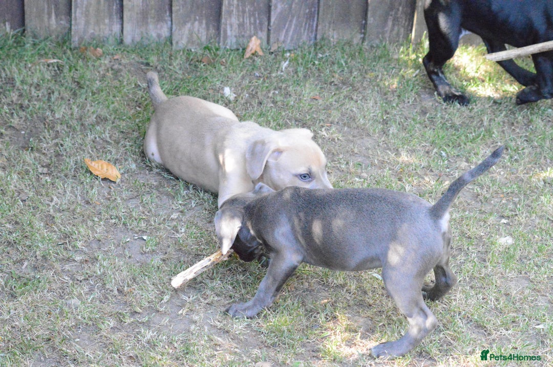 Mixed Breed dogs for sale: Mixed Breed Pups - Image 23