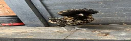 Chickens poultry for sale: Polish Pullets 16 weeks  - Advert 6