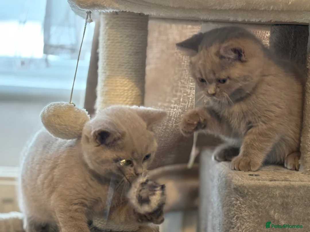 British Shorthair cats for sale: British shorthair and longhair  - Advert 3