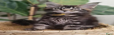Maine Coon Kitten 7