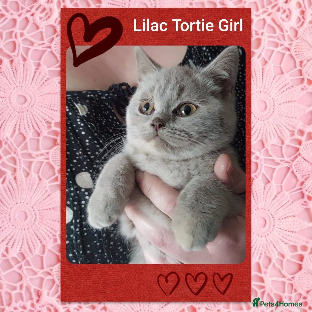 British Shorthair cats  😻 British Shorthair Kittens 😻 - Advert 1