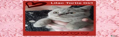 British Shorthair 4
