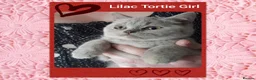 British Shorthair cats for sale:  😻 British Shorthair Kittens 😻 - Advert 1