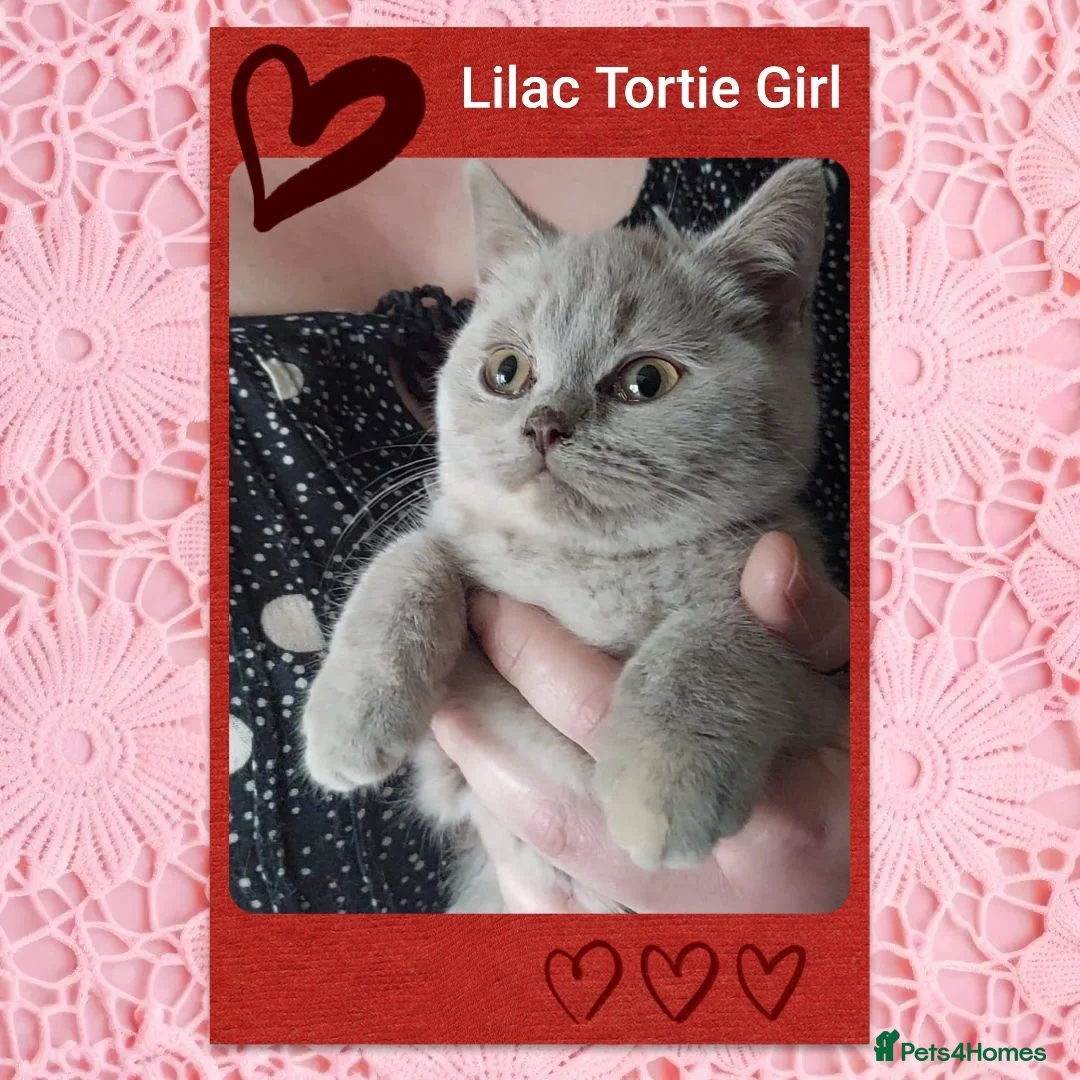 British Shorthair cats for sale:  😻 British Shorthair Kittens 😻 - Advert 1