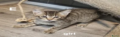 Maine Coon E