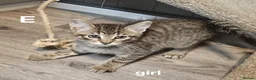 Maine Coon cats for sale: Maine coon cross kittens  - Advert 15