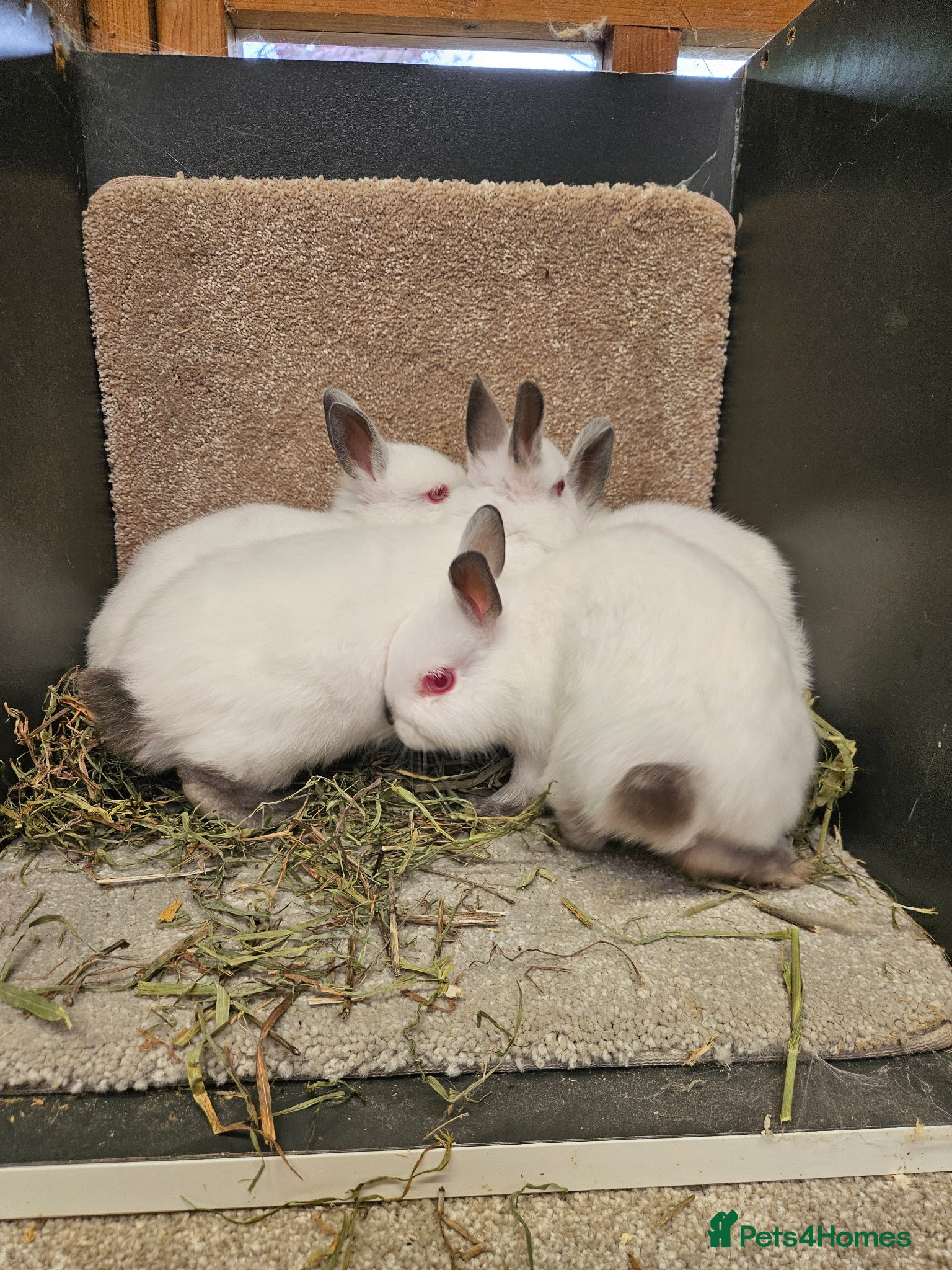 Netherland Dwarf rabbits Pure Bred Himalayan Dwarfs bucks and does  - Advert 2