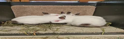 Netherland Dwarf rabbits for sale: Pure Bred Himalayan Dwarfs bucks and does  - Advert 2