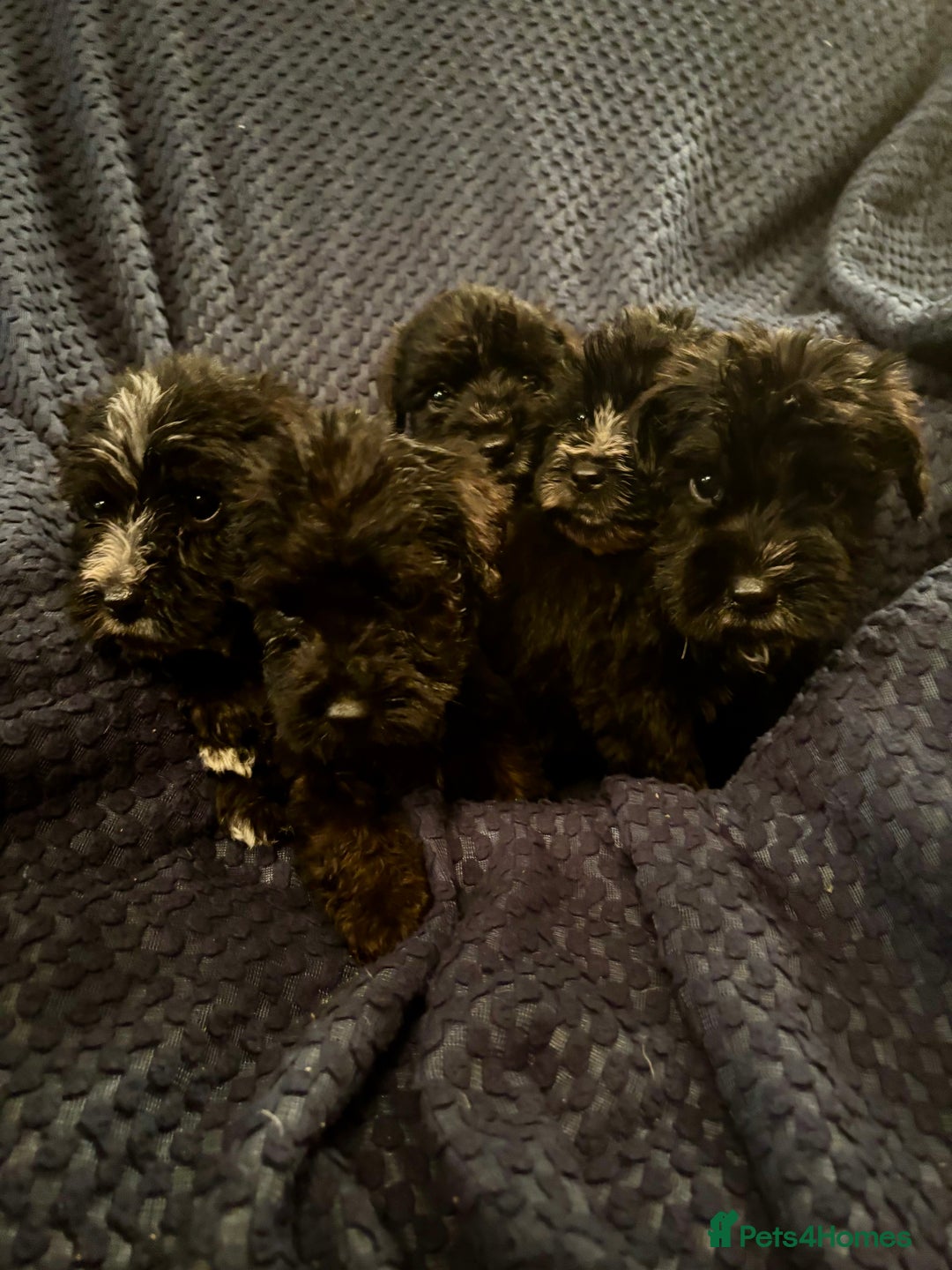 Mixed Breed dogs for sale: 5 X Rare BLUE CockerBlue’s  - Image 8
