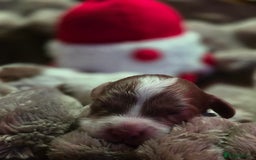 Cockapoo dogs for sale: ✨ Beautiful F2 Multi-Gen Cockapoo Puppies 4 Left - Image 5