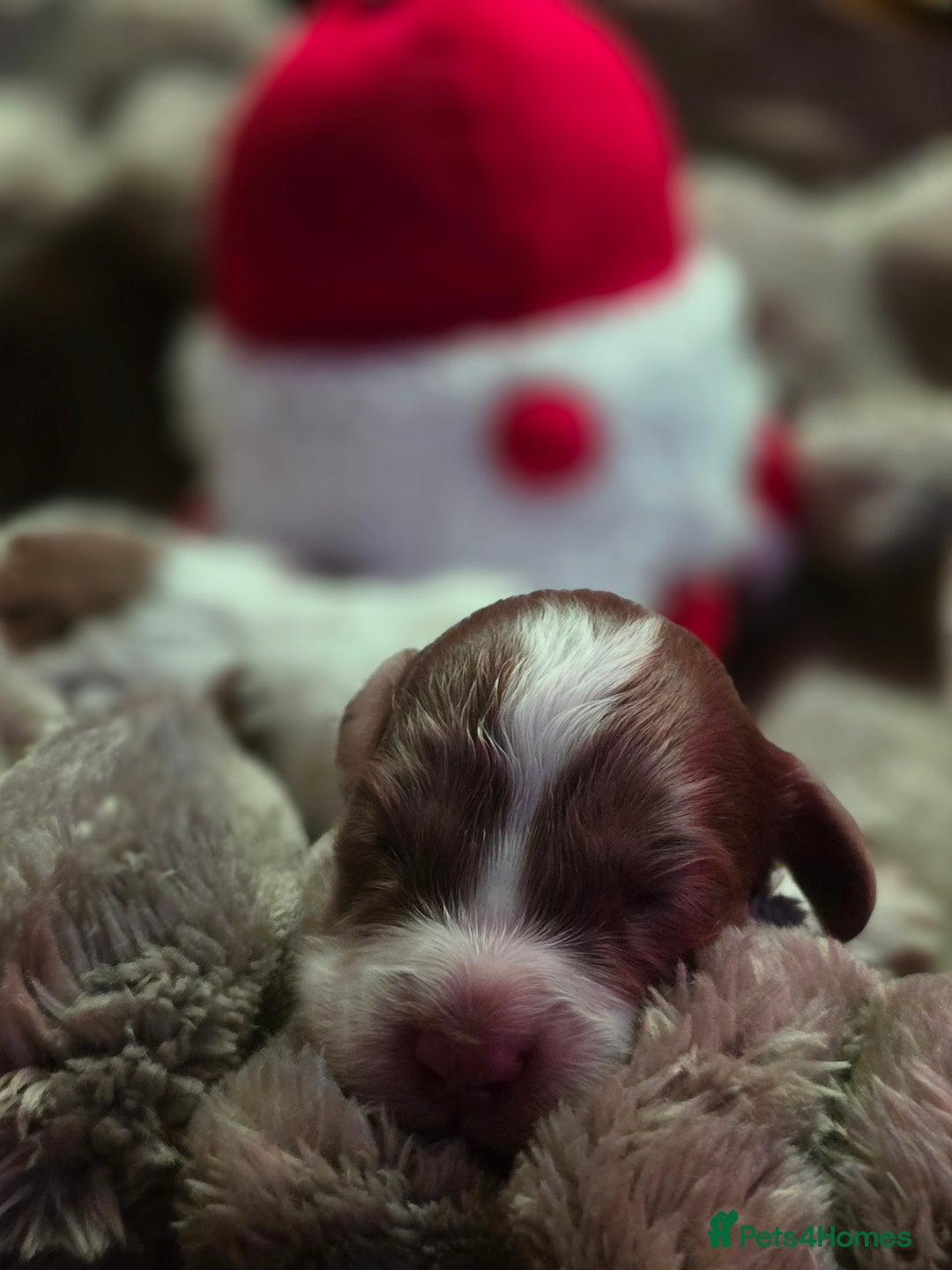 Cockapoo dogs for sale: ✨ Beautiful F2 Multi-Gen Cockapoo Puppies 4 Left - Image 5