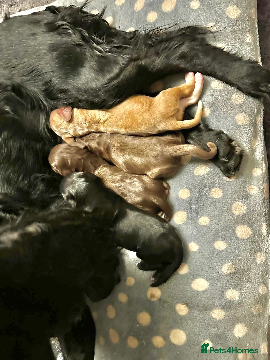 Cocker Spaniel dogs for stud: Cocker spaniel for stud extensively health tested  in Shrewsbury - Advert 13