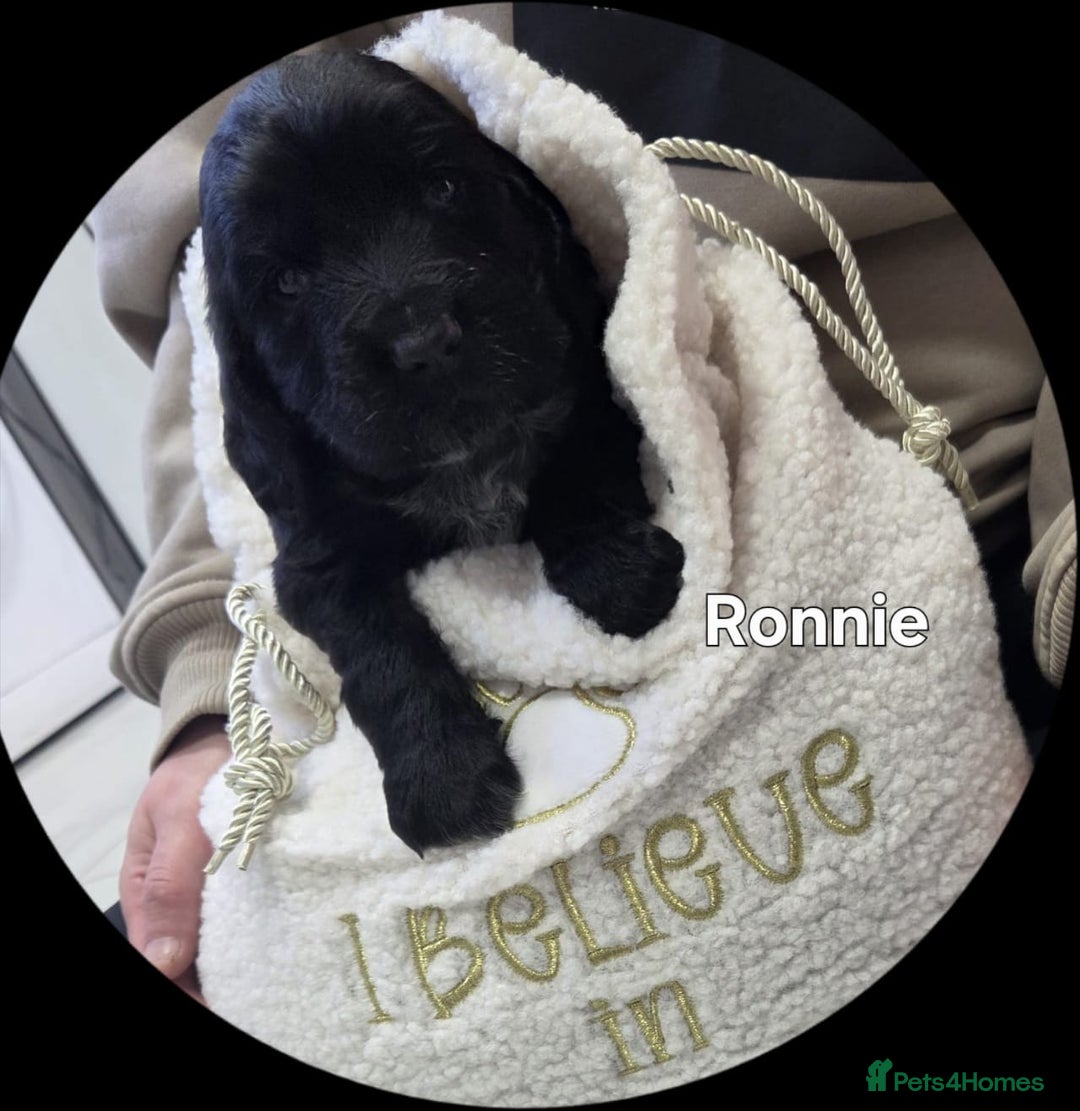 Cocker Spaniel dogs for sale: Cocker spaniels - Advert 4