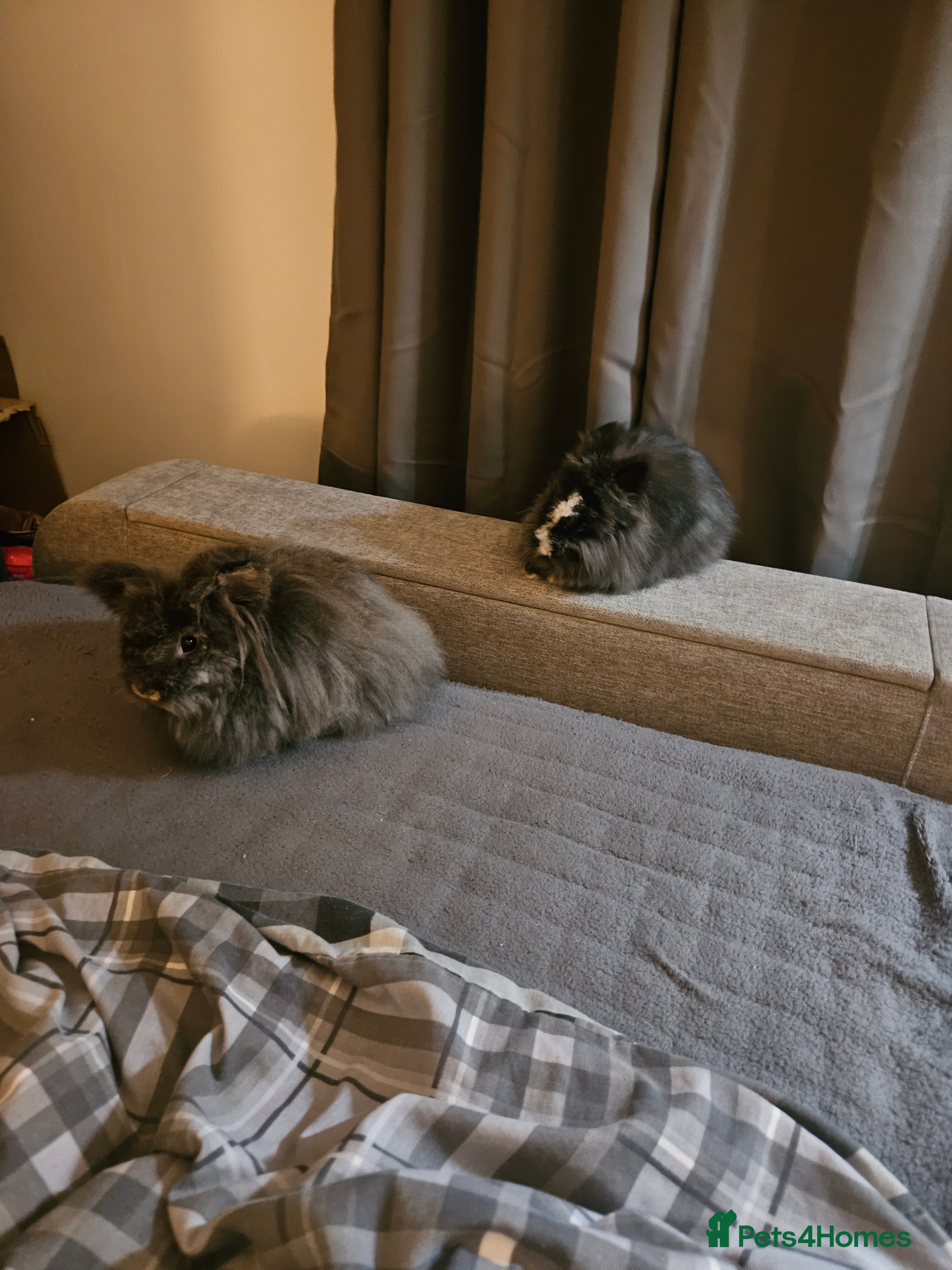 Lionhead rabbits 2 lovely male lionhead rabbits in Mansfield - Advert 1