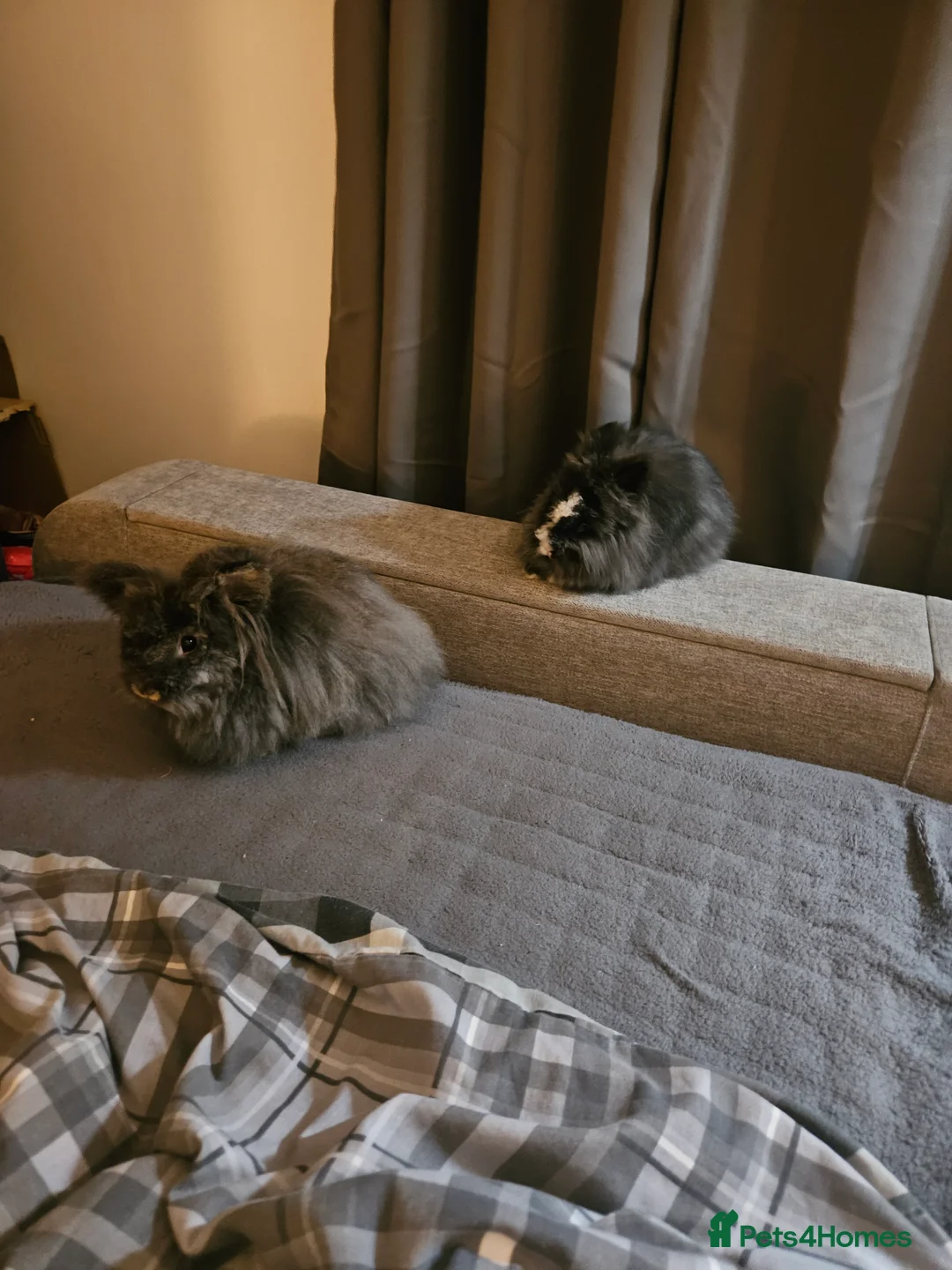 Lionhead rabbits for sale: 2 lovely male lionhead rabbits in Mansfield - Advert 1