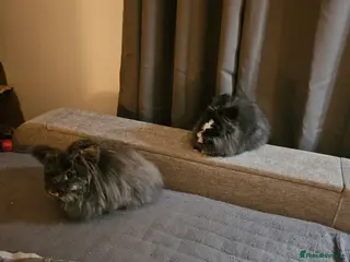 Lionhead rabbits 2 lovely male lionhead rabbits in Mansfield - Advert 1