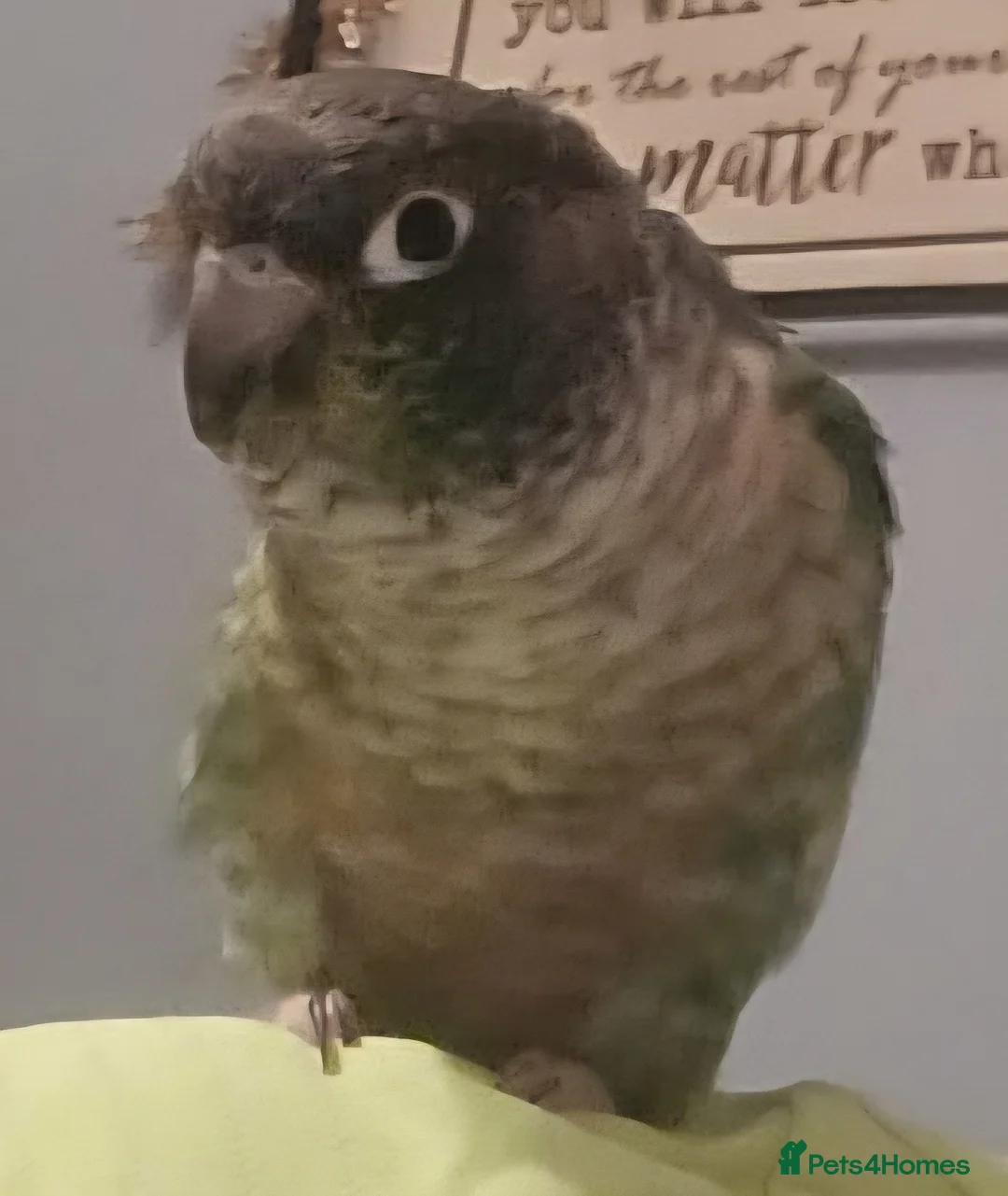 Conures birds for sale: Little man buddy aka buttons the conure. - Advert 2