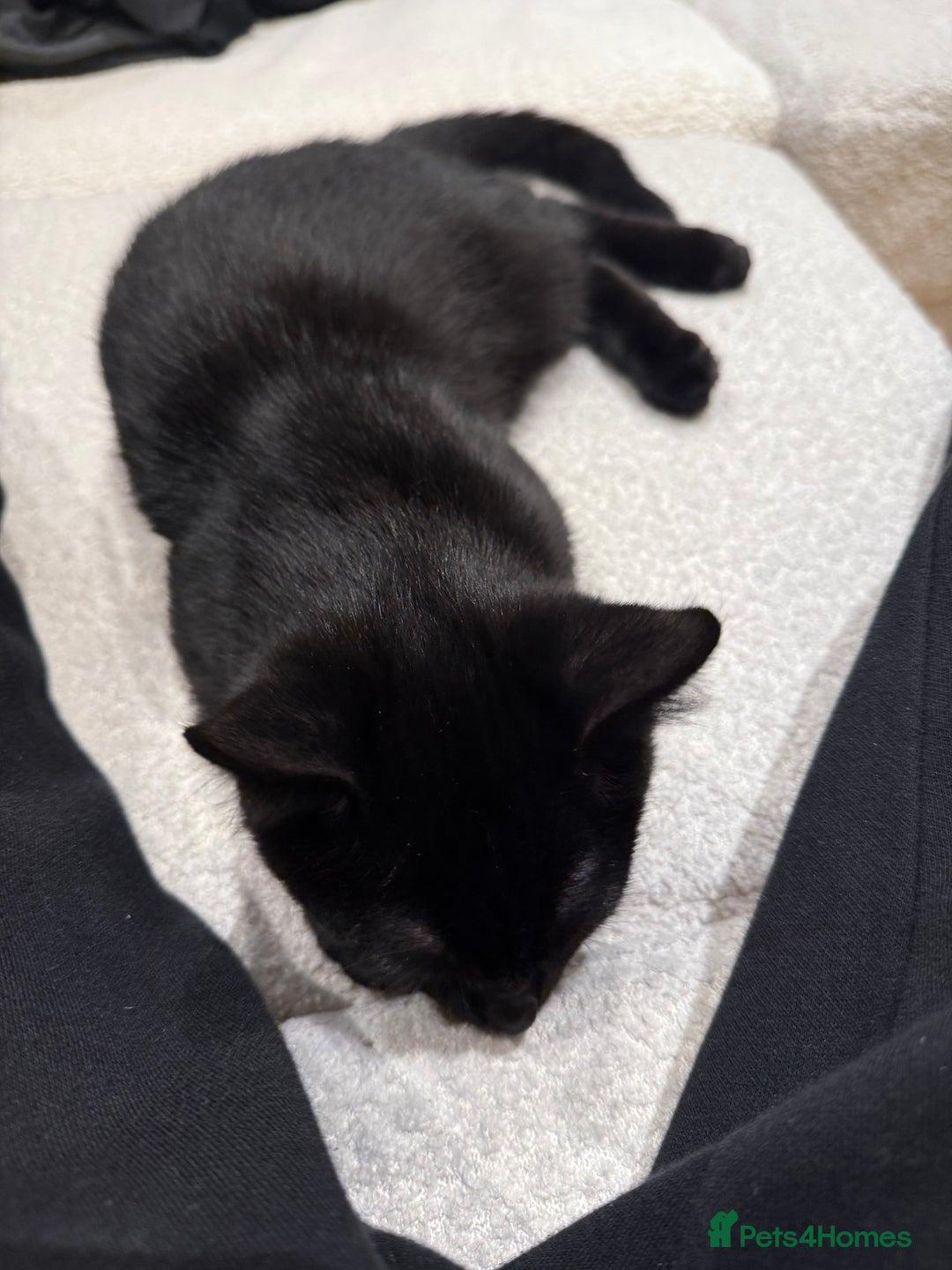 Mixed Breed cats for sale: Kitten for free - Advert 4