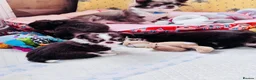 Chihuahua dogs for sale: chocolate tri long coat chihuahua puppies  - Advert 24