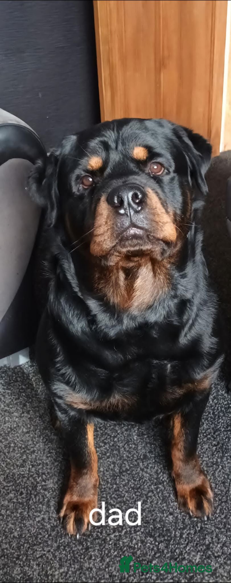 Rottweiler dogs Rottweiler puppies  - Advert 1