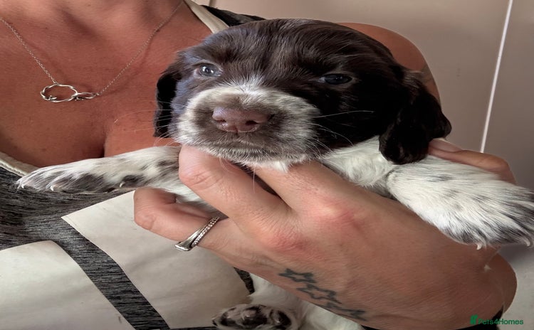 Cocker Spaniel dogs - Advert 1
